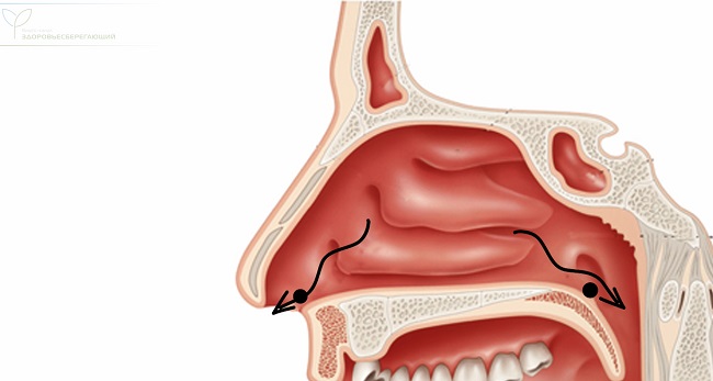 куда уходит слизь