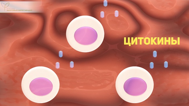 цитокины