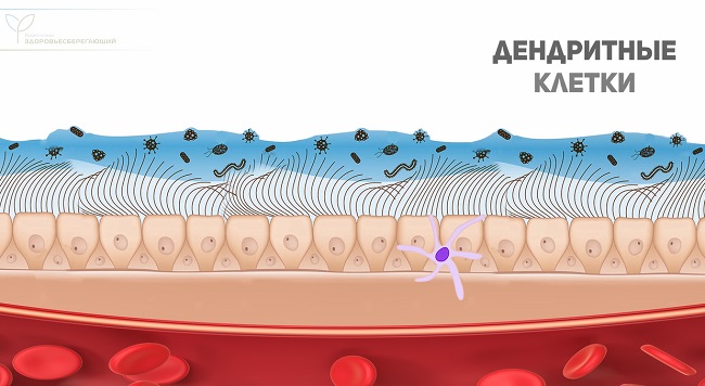 дендритные клетки