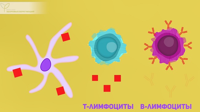 лимфоциты