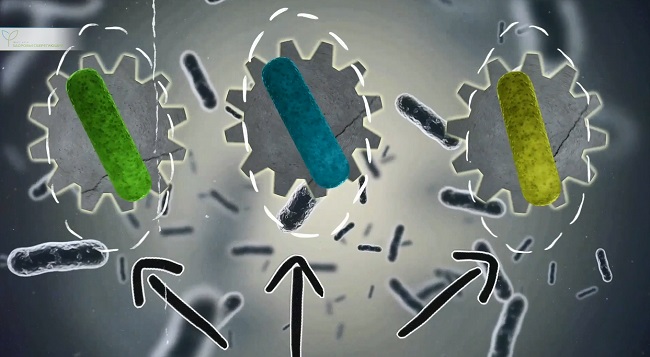 разные штаммы Reuteri