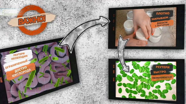 Reuteri анаэробная бактерия