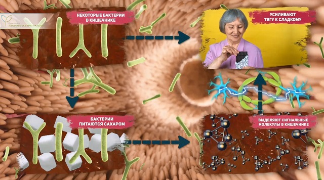 Кишечная микрофлора