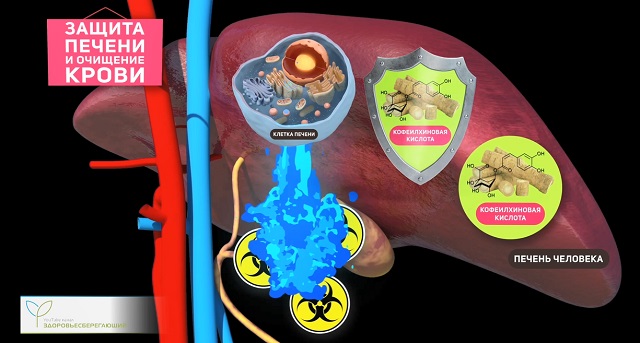 здоровая печень
