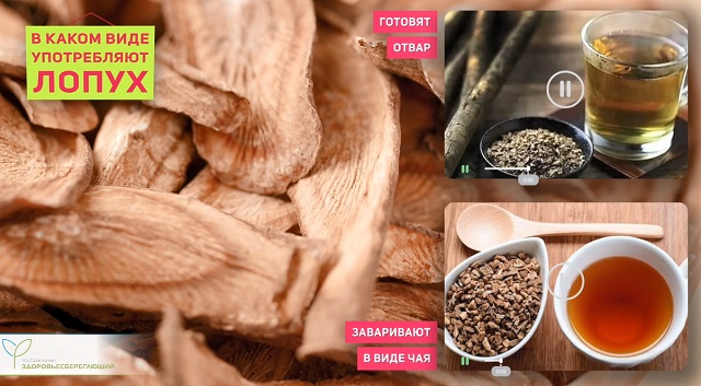 как готовить лопух