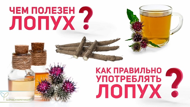 сила лопуха