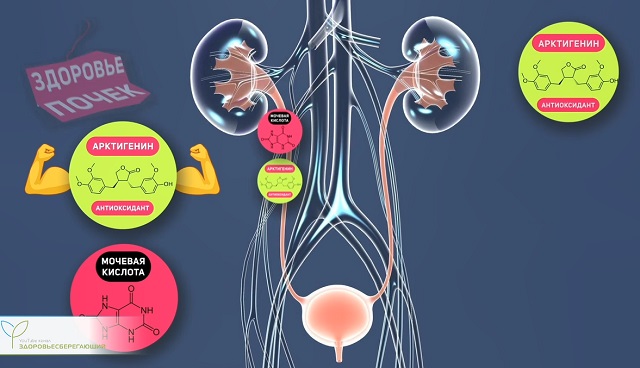 здоровые почки