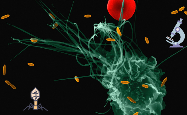 бактериофаги в организме человека