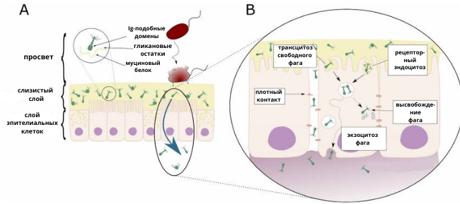 Трансцитоз фагов через клетку кишечника