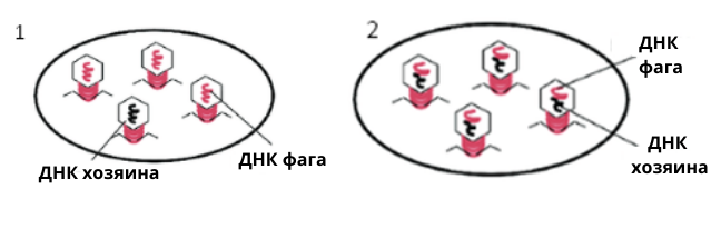 фаговая трансдукция