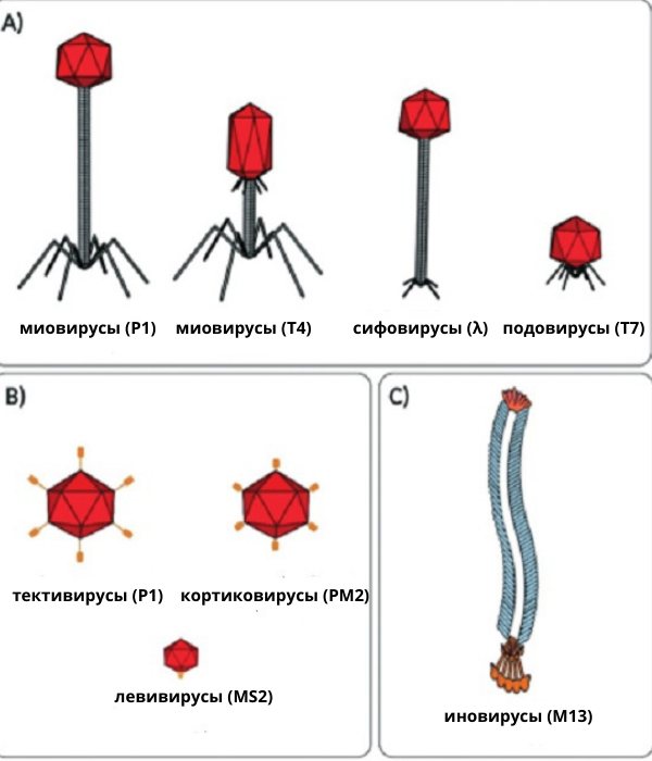 первая классификация фагов