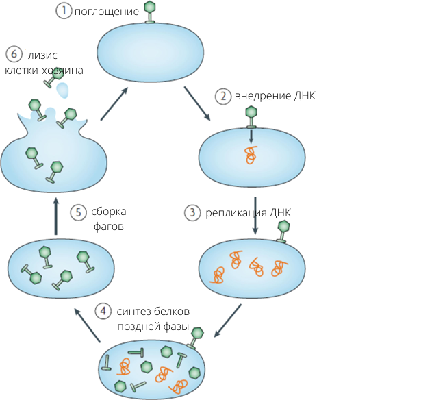 Механизм действия фагов