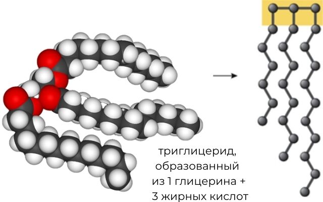 Trigliceridos 300
