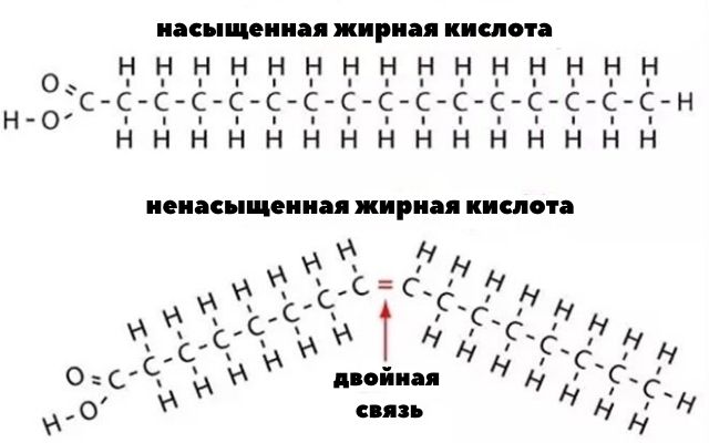 жирные кислоты
