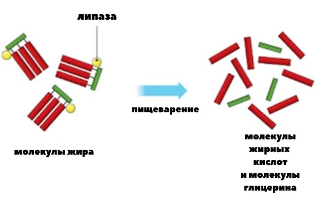 липаза расщепляет жиры