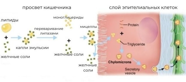 синтез и перенос триглицеридов