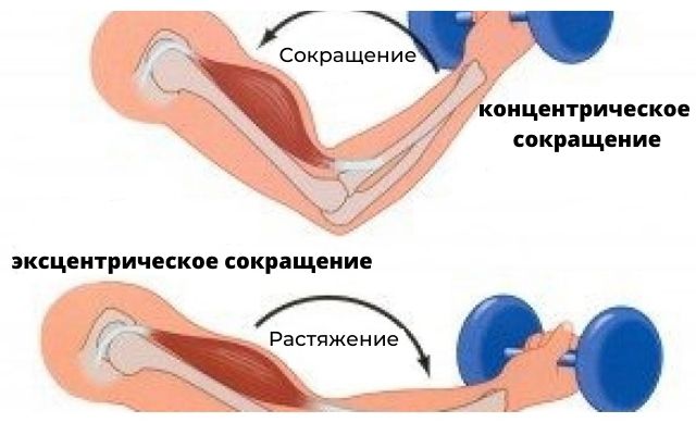 когда мышцы растягиваются, в них может увеличиваться длина миофибрилл