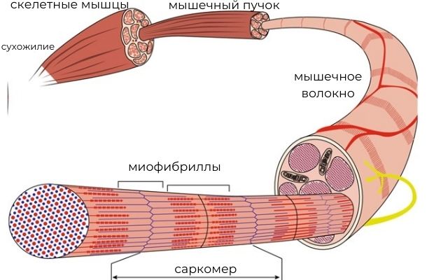 Строение мышцы