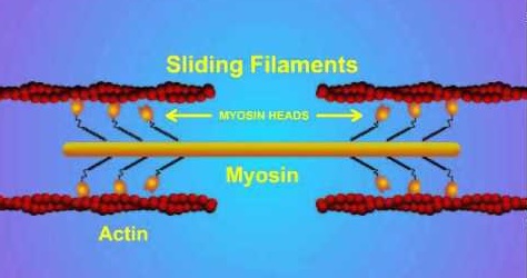 взаимодействие между актином и миозином
