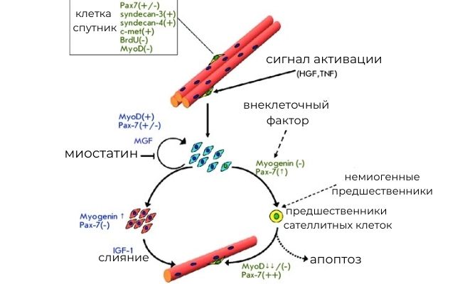 , как растут мышцы за счет миосателлитных клеток