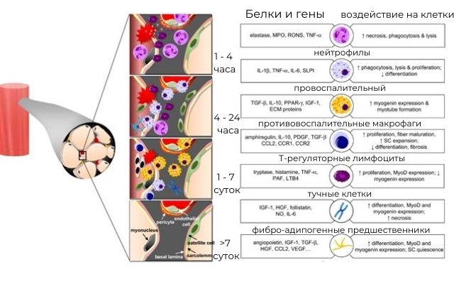 процесс восстановления после физических нагрузок