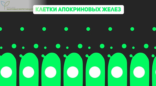 Как работают апокриновые железы