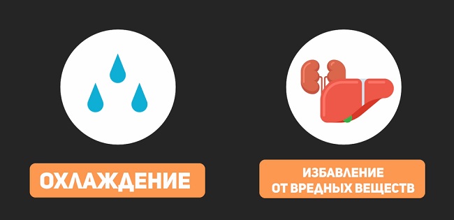 Терморегуляция