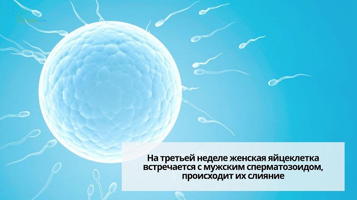 Оплодотворение яйцеклетки сперматозоидами