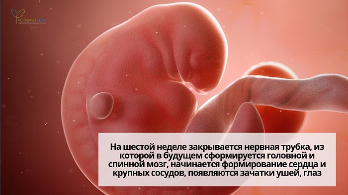 Эмбрион на 6 неделе беременности