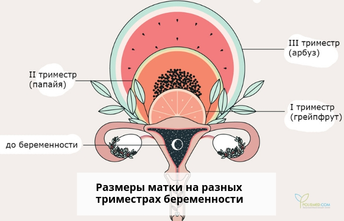 Сравнительные размеры матки на разных триместрах