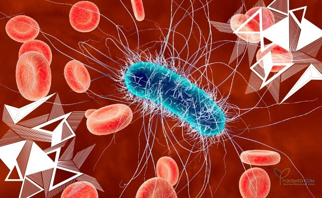 Бактерия в крови