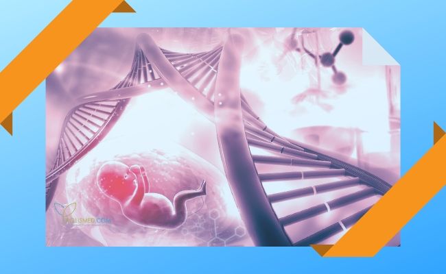 Молекулы ДНК и плод в пузыре