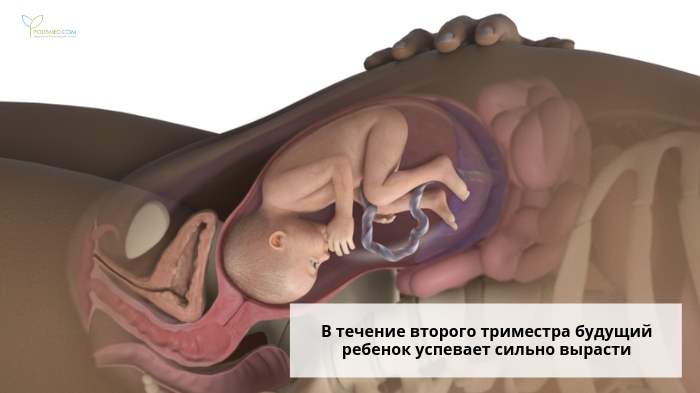 Плод в конце 2 триместра