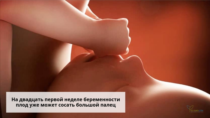 Плод сосет большой палец