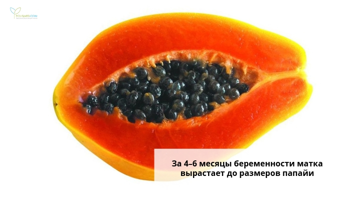 Папайя в разрезе