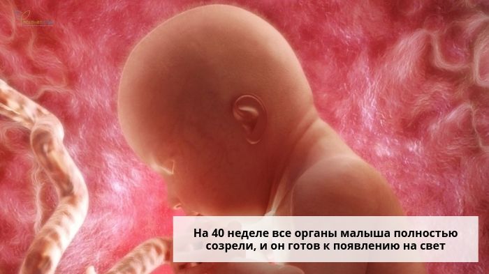 Плод на 40 неделе