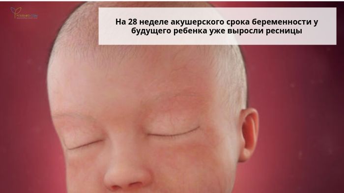 Ресницы у плода на 28 неделе