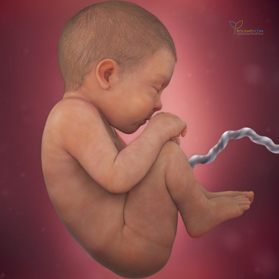 Плод на большом сроке