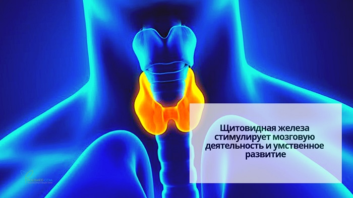 Щитовидная железа симптомы заболевания у мужчин анализы