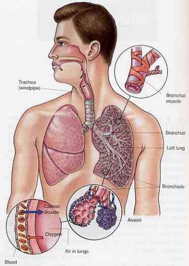 Основная причина бронхиальной астмы