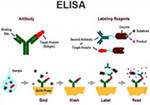 Анализы крови по методу elisa