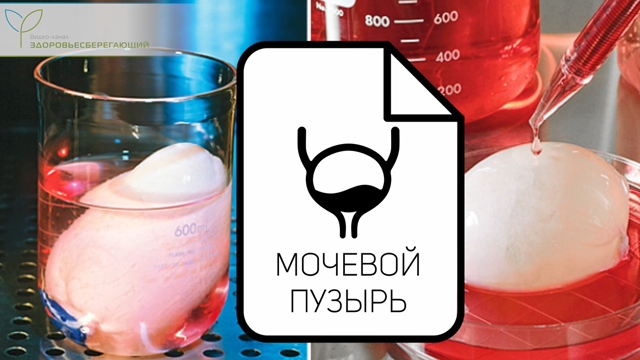 Что такое органы печати. Смотреть фото Что такое органы печати. Смотреть картинку Что такое органы печати. Картинка про Что такое органы печати. Фото Что такое органы печати