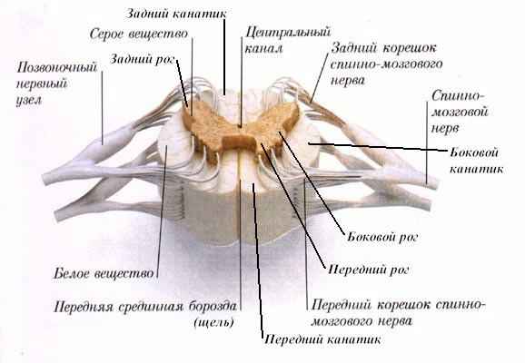 В какой части головного мозга формируется ощущение боли