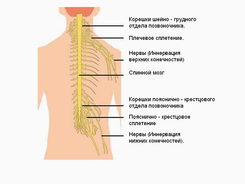В какой части головного мозга формируется ощущение боли