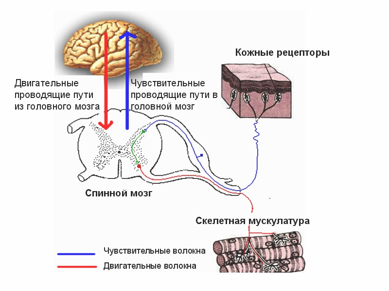Структура головного мозга отвечающая за эмоциональную окраску боли