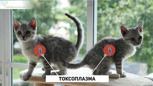 Токсоплазма