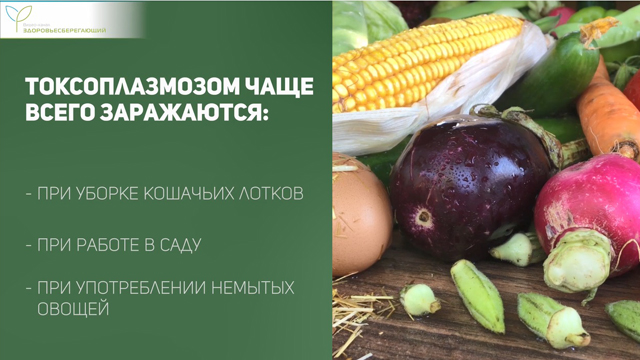 Заражение токсоплазмозом