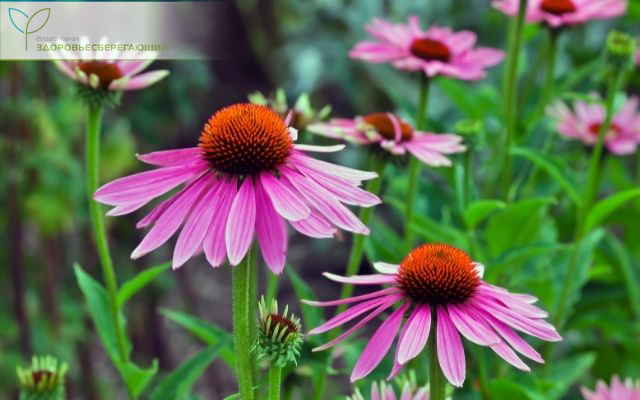 Цветы эхинацеи