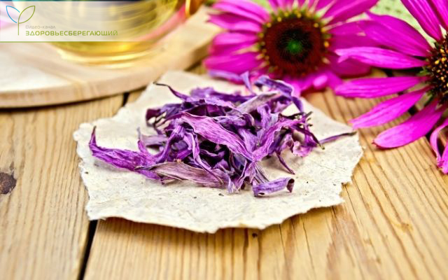 Высушенные лепестки эхинацеи