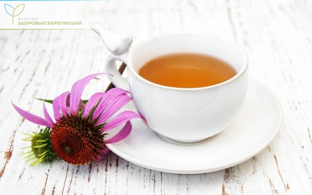 Отвар эхинацеи